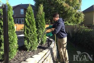 tree-fertilization-shrub-image
