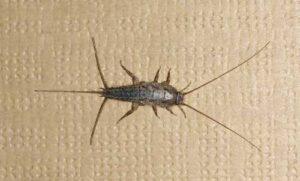 silverfish-inside-home
