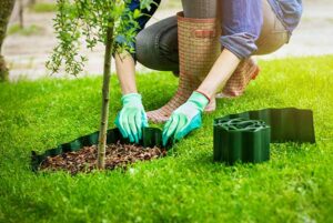 adding mulch around new tree