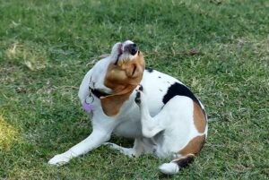 dog itching from fleas in grass