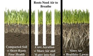 lawn-aeration-roots-air-breathe