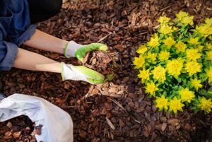applying-mulch-flower-bed