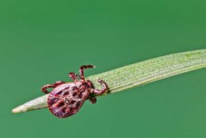 tick-grass-blade