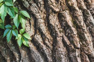 Resilient Bark