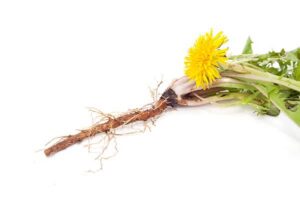 dandelion-taproot