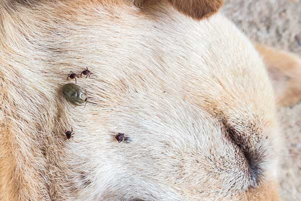 ticks-on-dog-face