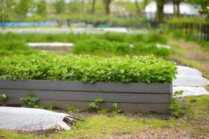 plant beds