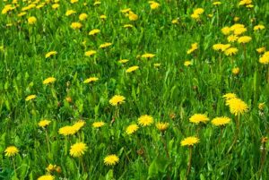 dandelions-taking-over-lawn