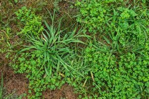 crabgrass-image