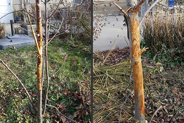 buck-rub-tree-in-yard
