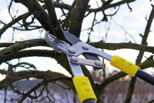 tree-pruning-image