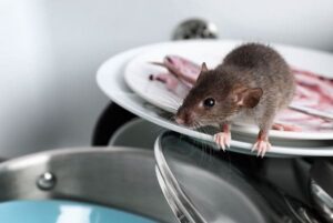 mouse-on-dishes-in-sink