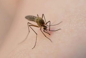 mosquito-sucking-blood