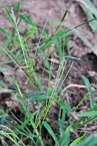 crabgrass-lawn-image-2