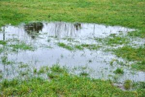 pond in lawn