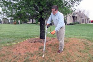 fall fertilization for evergreens