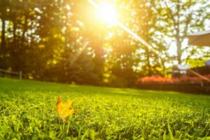 Grass Seed Germination