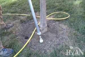 tree-fertilization-image