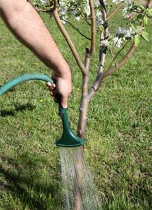 water tree with hose