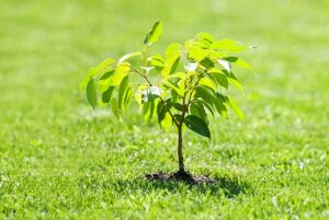 plant-a-tree-landscaping
