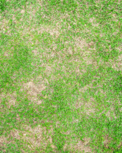 Drought Defense Program