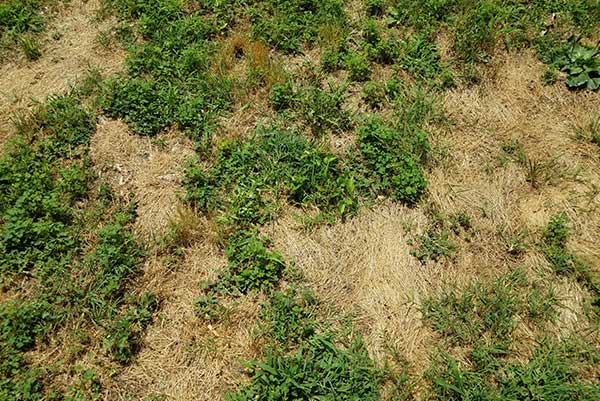 neglected-lawn-brown-patches