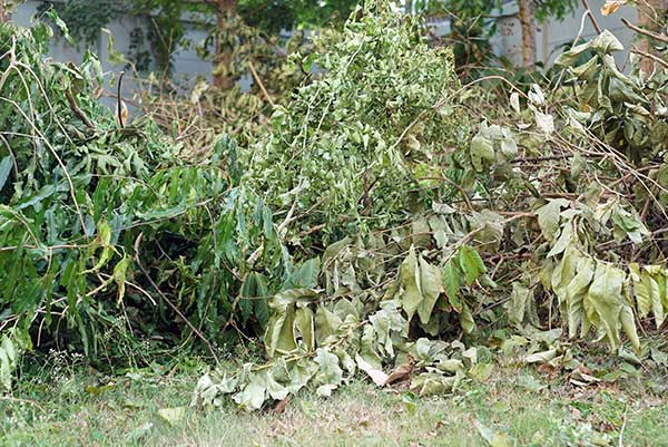 brush-pile-lawn
