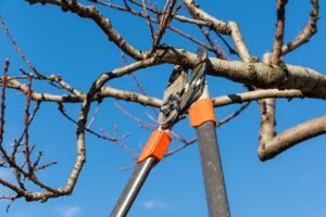 winter tree trimming 