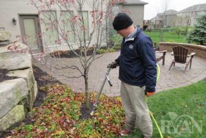 tree-fertilization-image